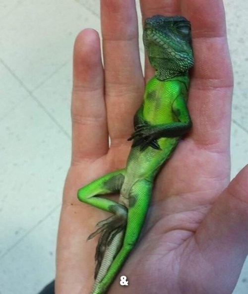 Демотиваторы: обо всём на свете и на любой вкус