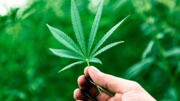 Подорожник не от всего. ))