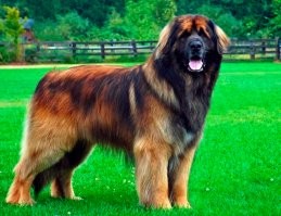 как-то вечером во дворе ко мне сзади подошел леонбергер погладиться - штаны пришлось долго сушить и лечиться от заикания.
причем (потом уже погуглил и с этим пообщался), добрее и дружелюбнее любого лабрадора.