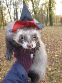 Точно, скучно с ними не бывает) Очень ласковые существа, когда подружишься) По началу весь искусанный ходил, а теперь сами на ручки лезут и ластятся. Наши монстрики!