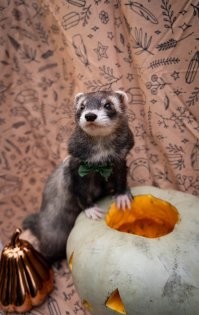 Точно, скучно с ними не бывает) Очень ласковые существа, когда подружишься) По началу весь искусанный ходил, а теперь сами на ручки лезут и ластятся. Наши монстрики!