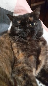 Порода: Стерьвь уличная =)