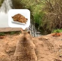 Медведь улёгся в яму, чтобы наблюдать за утками