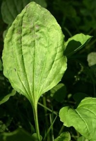 В се эти таблетки - фигня!
Вот проверенное средство от всего!