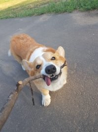 Корги - это сплошная милота!