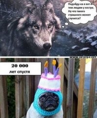 Корги - это сплошная милота!