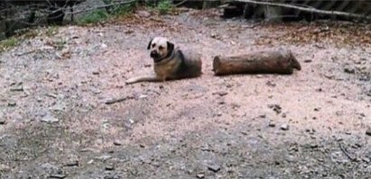 Раньше эту картинку подписывали: "Бывшая. Спереди сука, сзади - бревно"