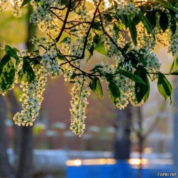 У меня вот такое фото есть.