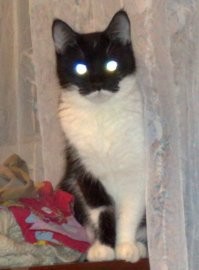 Муся одобряет))))