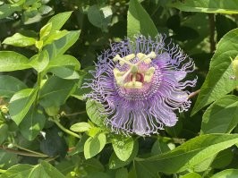 Сфоткал рядом с домом, цветок действительно красивый, и обалденно сильный и приятный запах, что-то вьющее судя по тому как растёт. Жаль названия не знаю.