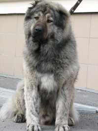 Ну что вы на кавказцев нападаете?
 Среди них много хороших.