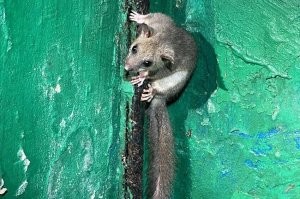 Начальник объекта - куле вам надо, валите отседа!