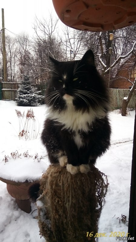 А чёрный на моего кота Кузю похож. Ушёл весной и не вернулся. А две недели назад к нам пришла девочка очень на него похожая. Ну как не взять? Машкой назвали, Марья Кузьминишна.