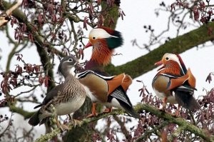 Прикинь ! 
Да 
Вот как раз такие цветные утки Мандаринки и Каролинки -гнездятся высоко на деревьях в дуплах. 
После процесса спаривания самочка утки-мандаринки обустраивается гнездо, которое  располагается  в дупле дерева.На лапках мандаринок присутствуют острые когти. Это единственный представитель семейства утиных с такой особенностью. Дело в том, что эти птицы живут на деревьях. Благодаря когтям они ловко передвигаются по стволу, чтобы попасть в гнездо. Часто они отдыхают, сидя на ветках.