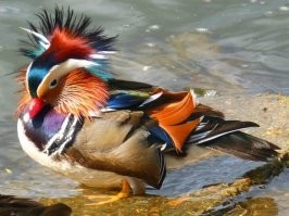 Прикинь ! 
Да 
Вот как раз такие цветные утки Мандаринки и Каролинки -гнездятся высоко на деревьях в дуплах. 
После процесса спаривания самочка утки-мандаринки обустраивается гнездо, которое  располагается  в дупле дерева.На лапках мандаринок присутствуют острые когти. Это единственный представитель семейства утиных с такой особенностью. Дело в том, что эти птицы живут на деревьях. Благодаря когтям они ловко передвигаются по стволу, чтобы попасть в гнездо. Часто они отдыхают, сидя на ветках.