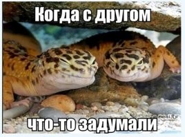 Во Флориде США появилась своя мать драконов или дракончиков