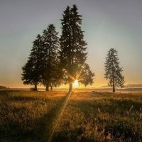 Хорошие фото, завораживающие, как картины. 
А вот из сюда можно прийти ЛУННОЙ НОЧЬЮ ЗИМОЙ и сфоткать одну из сосен. Будет "на севере диком": ночь, зима, на  тысячи верст нет никого вокруг в ближайшие полгода, где то завывает одинокий волк, то ли от голода, то ли от тоски...