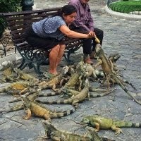 Во Флориде США появилась своя мать драконов или дракончиков