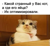 Это кошка.