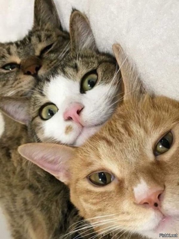 Солянка от 27.11.2021