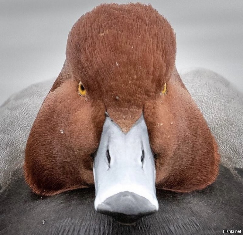 Солянка от 27.11.2021