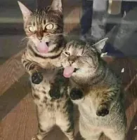 эти прикольные же, хоть и баян: