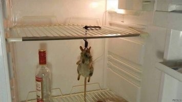 В холодильнике мышь повесилась