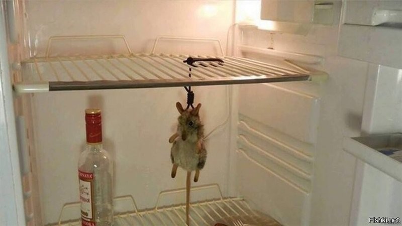 В холодильнике мышь повесилась