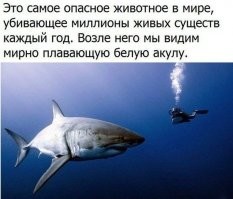 Милые, но опасные: несколько видов животных, которые могут неприятно удивить