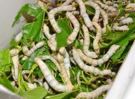 Ох и прожорливые эти твари.
В детстве в конце 80х с дядькой брали 2000 личинок, наделали стелажей, выращивали.
По-началу гонял на велике за листвой тутовника.
Через недели две уже 3 раза в день с охапкой веток.
Через месяц страшно было заходить в помещение, монстры и хруст, обжирали даже кору.
Пообрезали все тутовники в округе, адская работа была, все каникулы вокруг этих гусениц, пока в коконы не посворачивались.
Им еще и влажность определенную нужно было поддерживать, дохли аки мухи.
Тогда чет рублей 600 в итоге получили, когда коконы сдавали.
Мне, как пацану, было офигеть, как много, а дядька сказал, что ну его нах, не те деньги, чтобы круглые сутки возиться с гусеницами.

Примерно как на фотке было, только, цуко, вся комната 50кв.