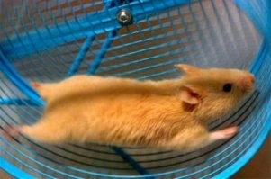 А в чём ритм и пульс? Блогеры и тиктокеры? Так это биомусор. Фундаментальных прорывов нет ни в науке ни в технологиях. Всё, что выкатывают под знаком "новое", это технологии 50-70- х годов. А так-то да все крутятся, все при деле. Ритм колеса при беге бешенный. Только это не ритм и пульс жизни, а суета.