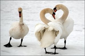 Картинки в чёрно-белых тонах. Выпуск 46