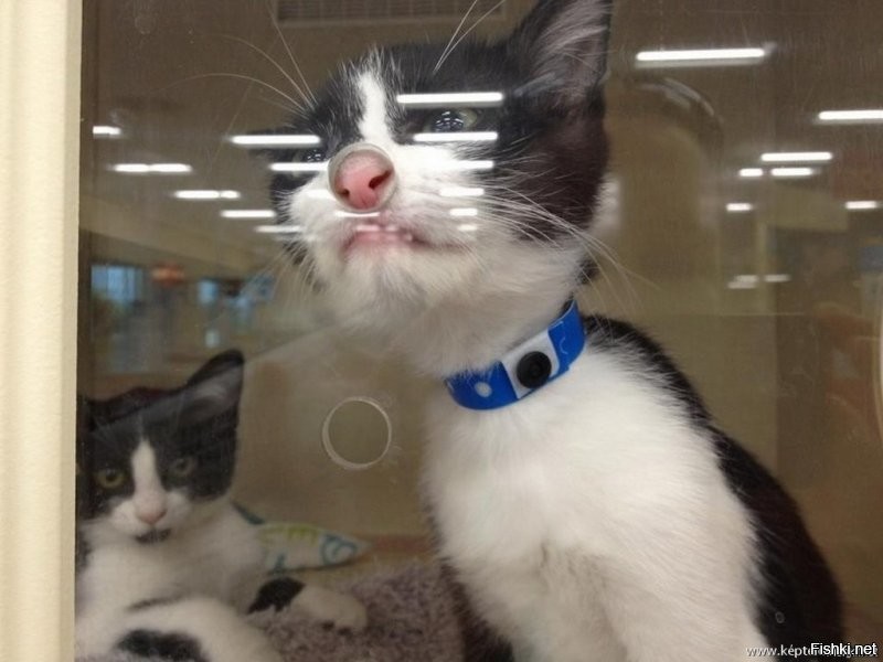 Джеки чтоль