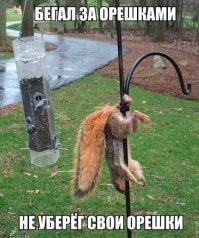 17 любопытных зверьков, которые захотели навестить цивилизацию