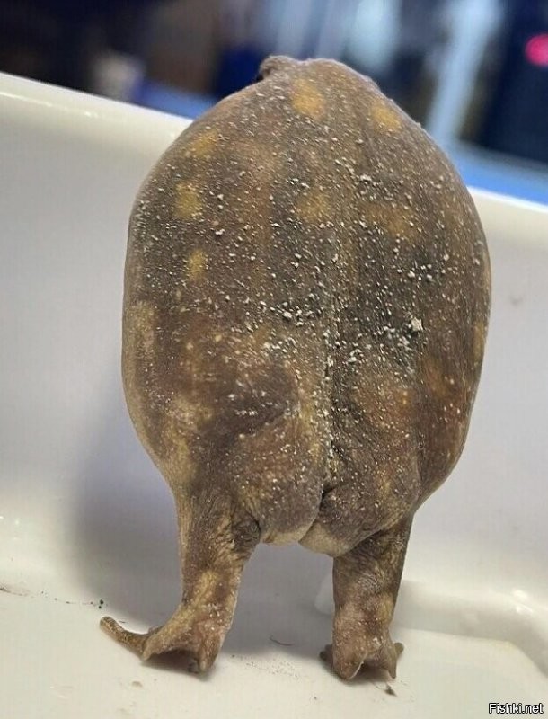 Солянка от 28.11.2021