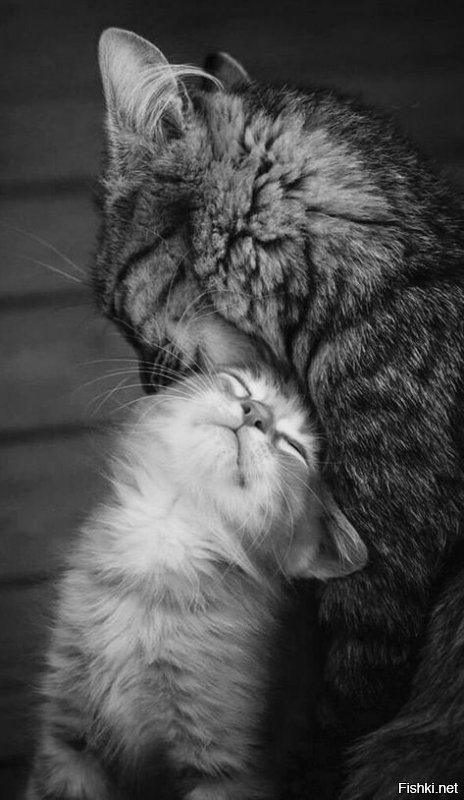 Солянка от 28.11.2021