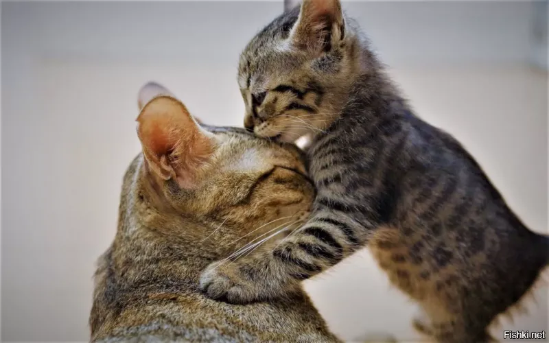 Солянка от 28.11.2021