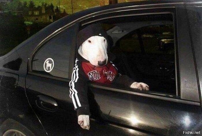 Жан-Клод-Доберман