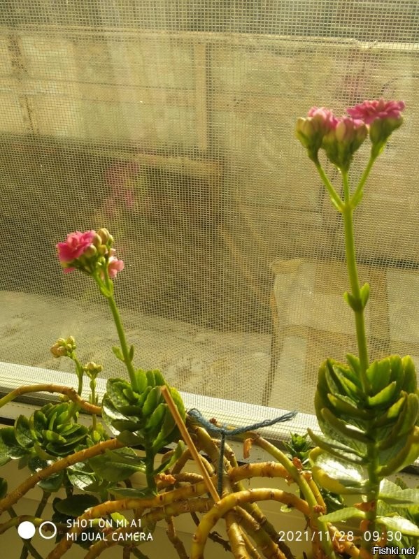 А у меня цветок зацвёл :) это ~ тебе