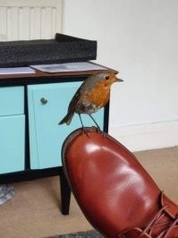 А чего папа дома в ботинках?
Дебил?!