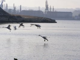Вот тебе еще парочка фото из Севастополя.