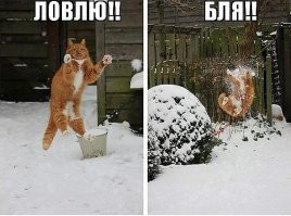 Кошки зимой