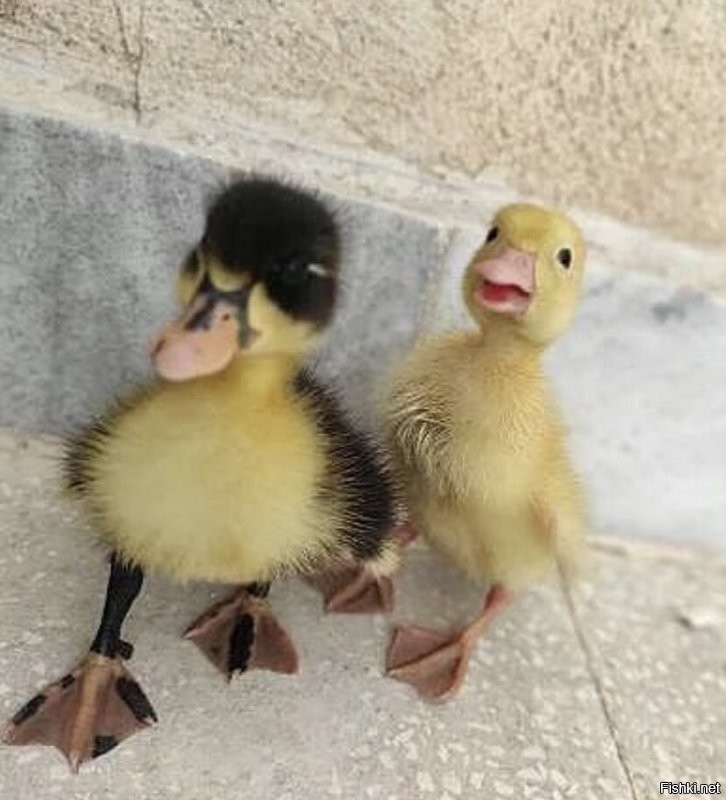 Солянка от 29.11.2021