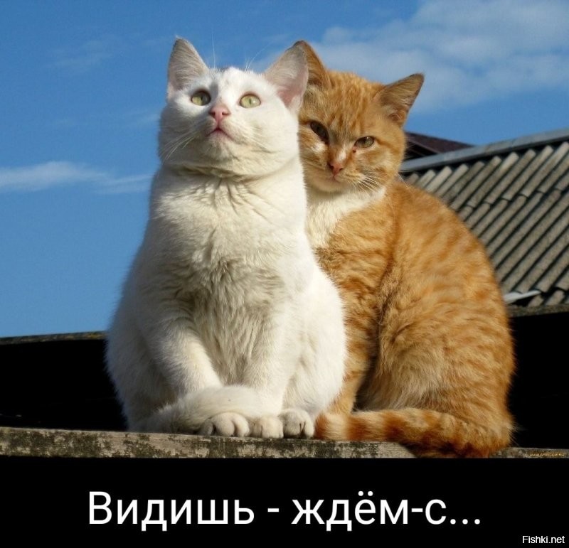 Солянка от 29.11.2021