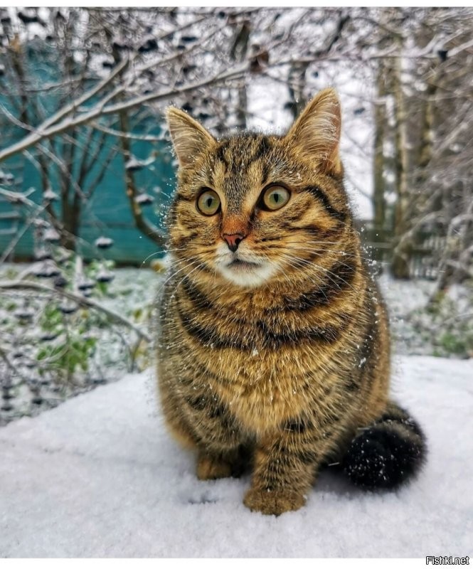 Солянка от 29.11.2021