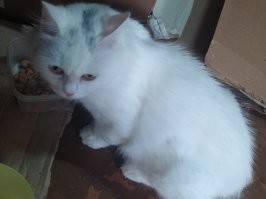 Не сказка. Сам хотел котёнка взять, но мальчика сразу забрали, а девочку я не захотел брать. Девочек потом тоже разобрали.
Я их фоткал даже, чтобы жене показать.
Мама и котята: