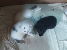 Не сказка. Сам хотел котёнка взять, но мальчика сразу забрали, а девочку я не захотел брать. Девочек потом тоже разобрали.
Я их фоткал даже, чтобы жене показать.
Мама и котята: