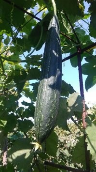 Может рассадой!!!
P S Бердянск