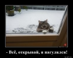 Кошки зимой