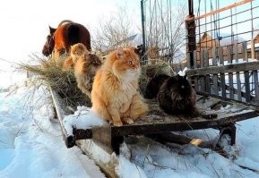 Кошки зимой